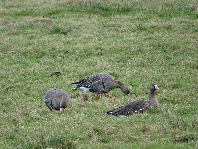 仅仅是在球 仅仅是在球